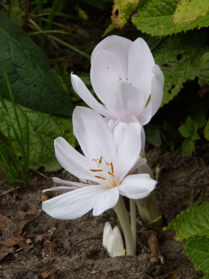 2018-08-15 Colchicum byzantinum 'Album' 1.jpg