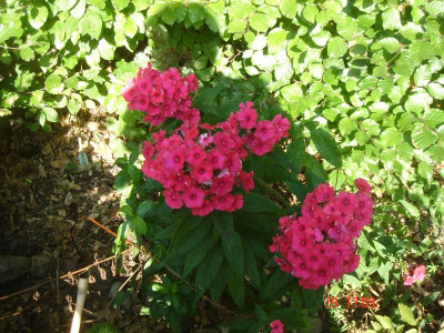 DSC05421.JPG