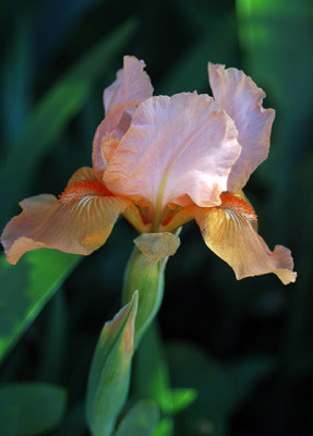 DSC_9350.jpg
