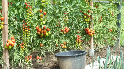 Tomaten zum trocknen.JPG