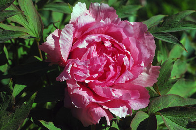 DSC_9357.jpg