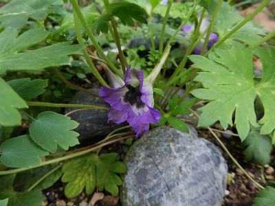 Delphinium beesianum ...   20.8.18 011.jpg