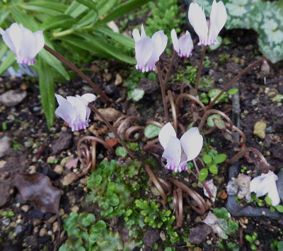 Cyclamen x whiteae  ...   20.8.18 003.jpg