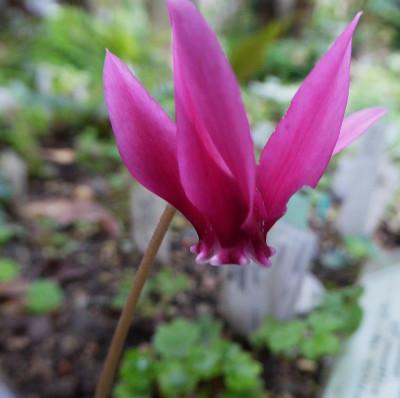 Cyclamen hed. 'Red Corfu' ...      20.8.18 009.jpg