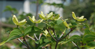 Chin._Blumenhartriegel_R_1921_95.jpg