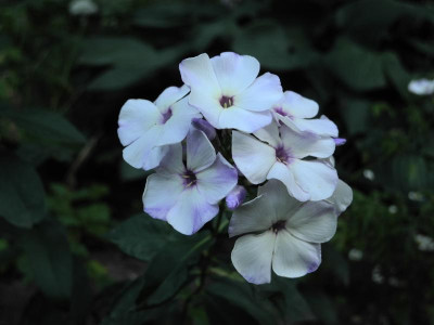 Tschaika 2018-07-17 01.jpg.JPG