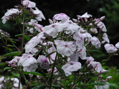 Alabaster 2018-06-17 02.jpg.JPG