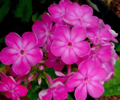 312.Sä._David pink m.w.Sp._Ga_RIMG0527.JPG