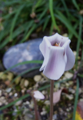 Stargazer ...   21.8.18 011.jpg