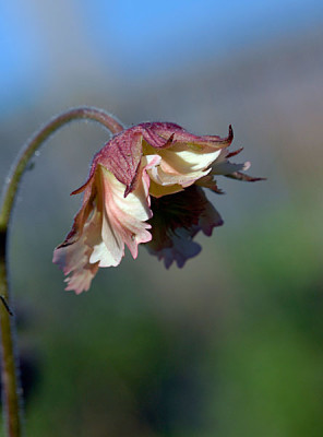 geum.jpg