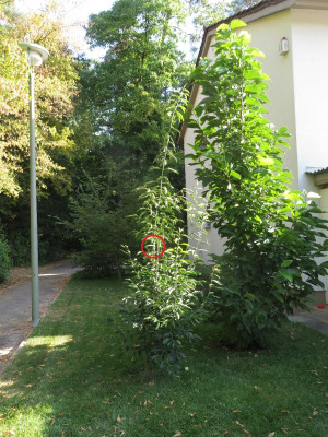EuonymusRedWineFraßstelle.png