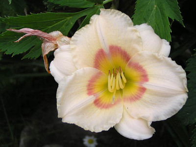 hemerocallis_welche.jpg