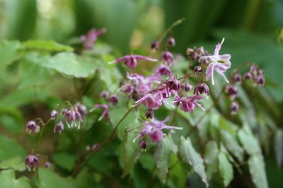 epimedium_lilafee.jpg