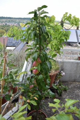 Dachterrasse August 2018 003.JPG