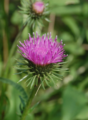 Berg-Distel_S4_2469_95.jpg