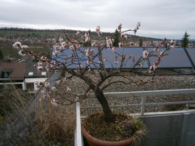 Idared, Aprikosenbaum 005.JPG