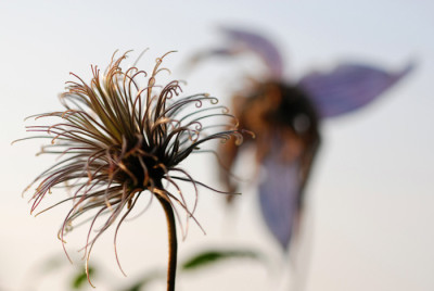 Wesselton-verblueht.jpg
