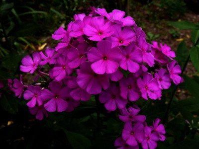 .Sä._Beet_Ga 2_P1140796_2.jpg
