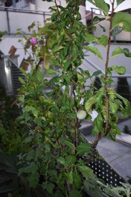 pflaume 001.JPG
