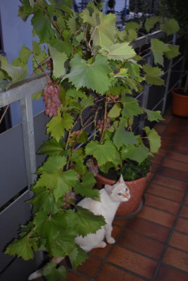 pflaume 007.JPG