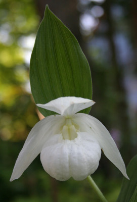 IMG_2541_eCypripedium_macranthum_weiss.JPG