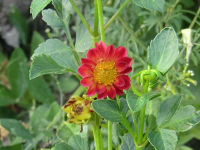 CIMG0743.JPG