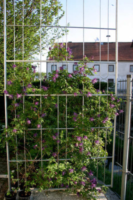 Clematis_fauriei0407.jpg