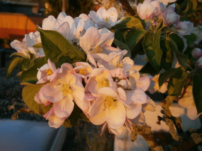 apfelblüte 005.JPG