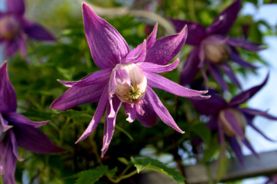 Clematis_fauriei0607.jpg
