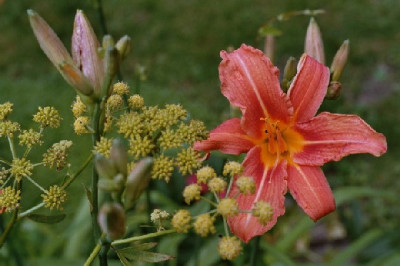 hemerocallis_fulva_mit_maggikraut.JPG