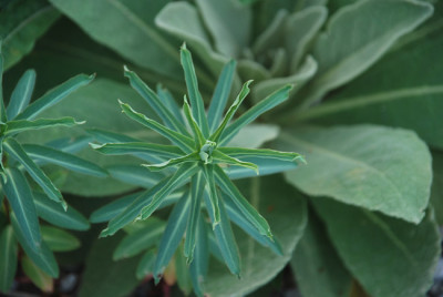euphorbia_saravshanica.jpg