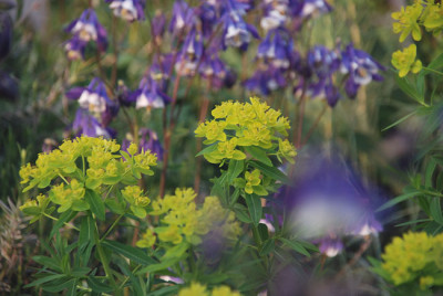 euphorbia_palustris1.jpg