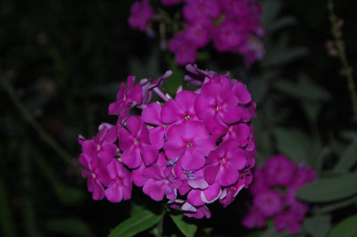 DSC_3635.JPG