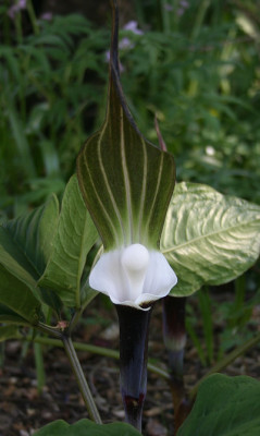IMG_2543_eArisaema_sikokianum.JPG