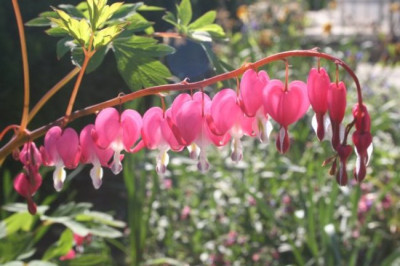 DICENTRA.JPG