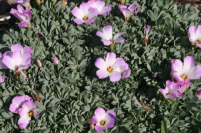 oxalis.JPG
