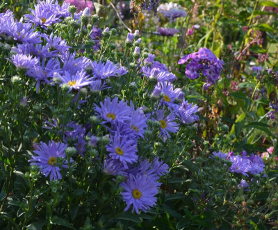 Aster_amellus-Silbersee.18-2.jpg