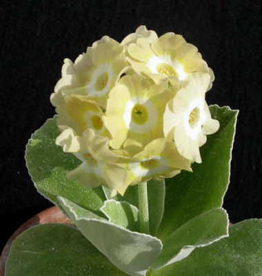 Primula_x_pubescens_Lucy_Locket_2007-04-25.JPG