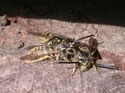 _20180824_145101.JPG