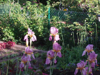 iris_cf_2006.JPG