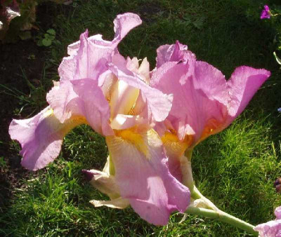 iris_cf_2006_2.JPG