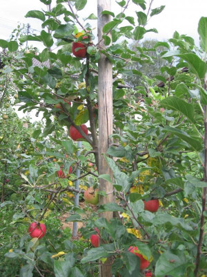 IMG_5130 Baum Roter Berlepsch.jpg