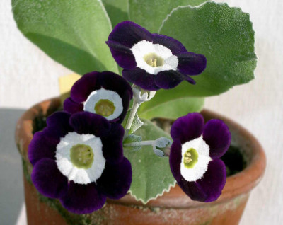 Primula_x_pubescens_Remus_2007-04-27.JPG