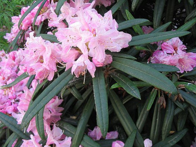 Rhododendron_makinoi_fars_2007.jpg