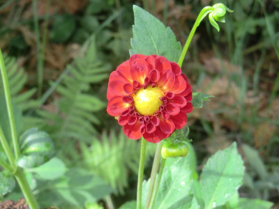 CIMG0815.JPG
