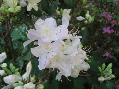 Rhododendron_oreotrephes_fars_2007.jpg