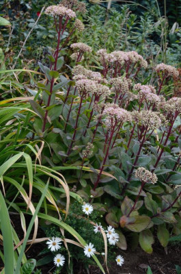 Sedum-Matrona.18-1.jpg