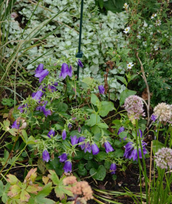 Campanula-KentBelle.18-2.jpg