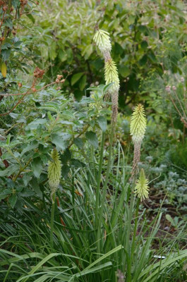 Kniphofia_uvaria-GreenJade.18-1.jpg