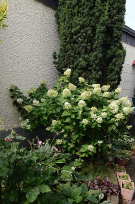 Hydrangea_paniculata-Limelight.18-1.jpg